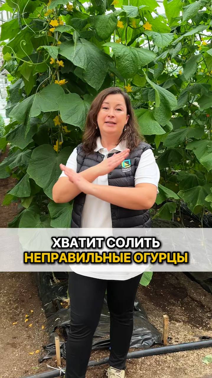 ХВАТИТ СОЛИТЬ неправильные огурцы! Огурцы для соления.