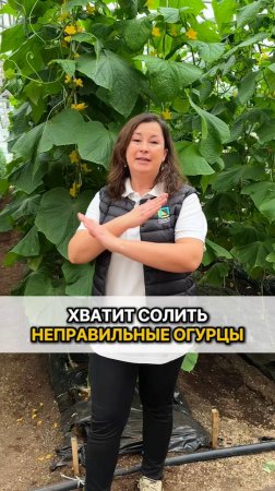 ХВАТИТ СОЛИТЬ неправильные огурцы! Огурцы для соления.