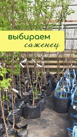 Выбираем саженец ПРАВИЛЬНО
