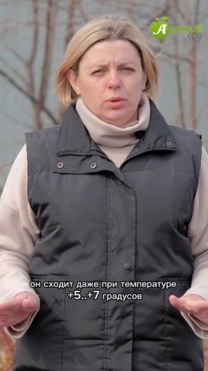 Сажаем горох в открытый грунт!