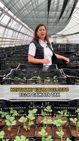 Если посадить ТАК, то КЛУБНИКА БУДЕТ ВСЕ ЛЕТО!