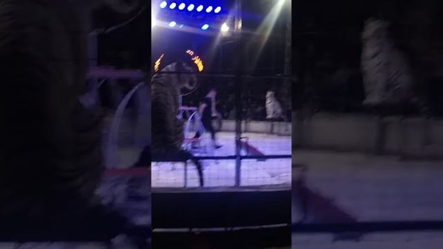 Не любила цирк! Но в России не может не нравиться!🇷🇺✌️ смотреть онлайн