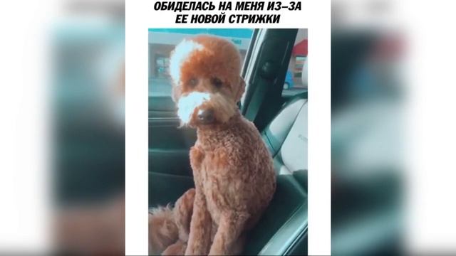Подборка приколов за месяц. Лучшие приколы недели. Февраль 2021. #19