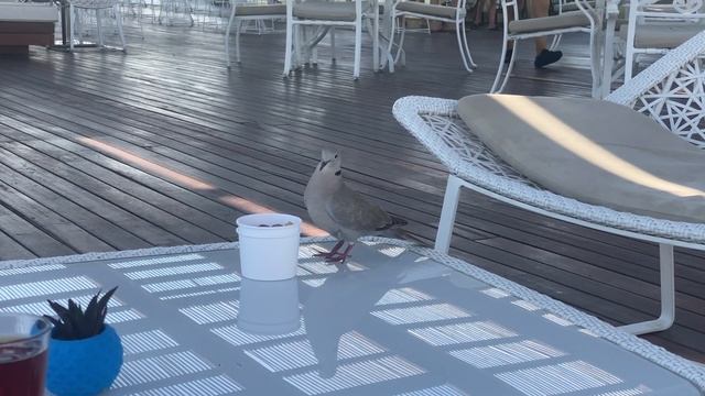 Rixos Premium Belek 5* hotel - Отель Риксос Премиум Белек - Не обзор, Без монтажа. Прочтите описани смотреть онлайн