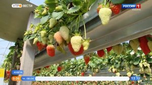 На Кубани поспела первая клубника