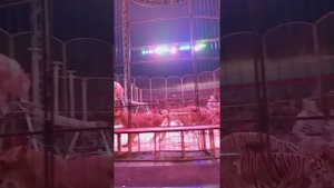 Цирк Шапито Корона