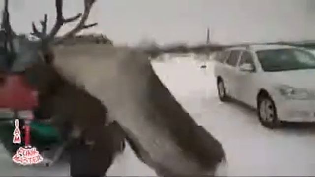 Самое ржачное видео в мире, короткие ролики  Прикольные и смешные видеоролики