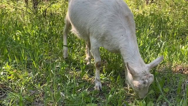 Заказал яйцо элитных кур, а пришла элитная яичница 🍳