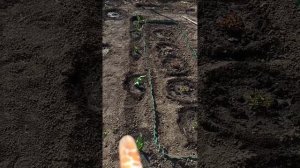 Чистим участок,высаживаем первые посадки(3)