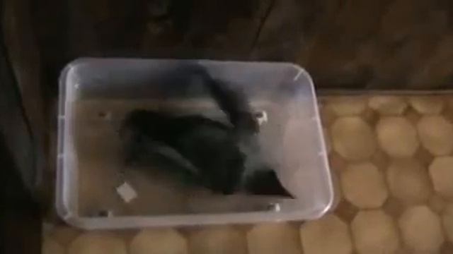 Ворона в доме Смешная ворона Каркуша смотреть онлайн