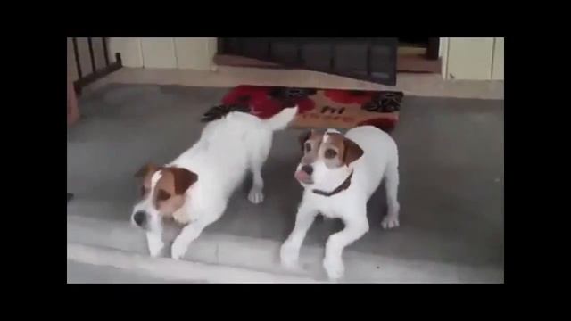 Приколы про животных   Собаки катаются на скейтах    Funny animals video   dog skateboarding Прикол