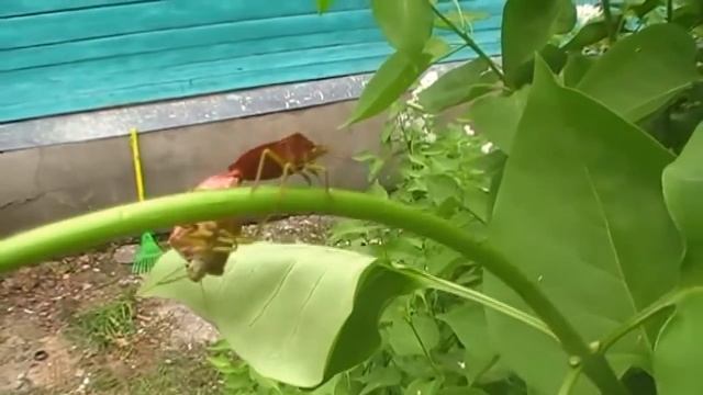 Спаривание у клопов смотреть онлайн