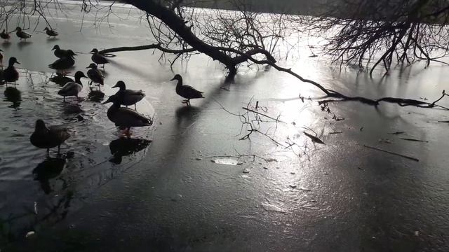 Балет на льду "Утиное озеро" смотреть онлайн