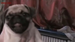 Приколы с мопсами  Смешные мопсы