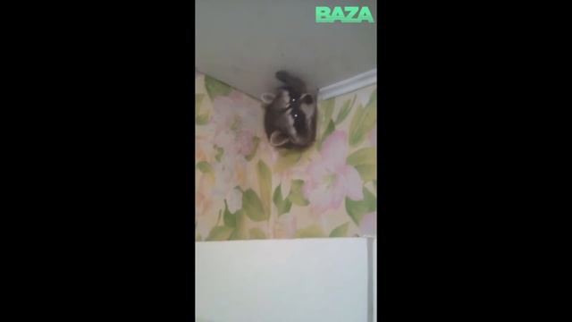 Вентиляционный енот, лузерный вор, сыктывкарская дыра смерти смотреть онлайн