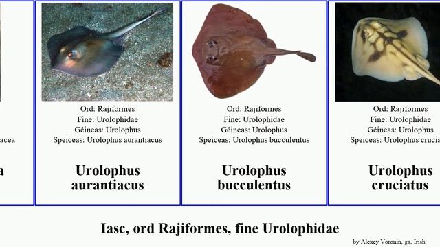 Iasc, ord Rajiformes, fine Urolophidae urolophus trygonoptera fish mucosa viridis gigas ovalis ga. смотреть онлайн