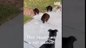 ПРИКОЛЫ ОТ ГРУСТИ И ПЕЧАЛИ))#приколы#