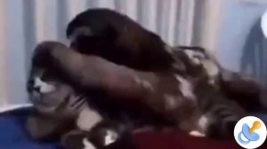 😂 😂 😂 РЖАЛ ДО СЛЕЗ😂 😂 УДАРЫ ПО ЯЙЦАМ СМЕШНЫЕ ПАДЕНИЯ 😂 И СМЕШНЫЕ НЕУДАЧИ