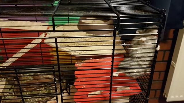 ПОБЕГ, ПОКА КОШКИ СПЯТ😍Хомяк Нобби. Забавные хомячки | Lustige Hamster | Милые коты | Забавные кошк