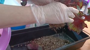 Бегония декоративно лиственная. Пересадка, фитильный полив!!!