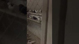 Голуби Александра Тарасова г.Пермь