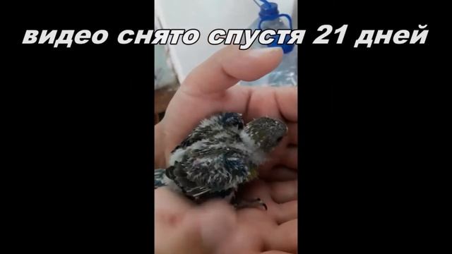 Певчий попугай гнездование и открыли 3 птенцов из них 2 е выжили, Част 1 смотреть онлайн