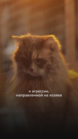 Можно ли наказывать кошку?