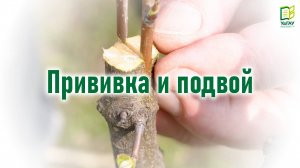Огород с УдГАУ / Прививка и подвой