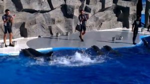 Дельфинарий. Батуми.