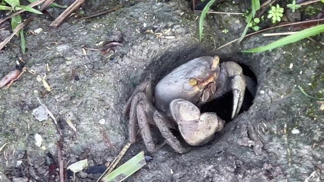 Крабы во дворе.