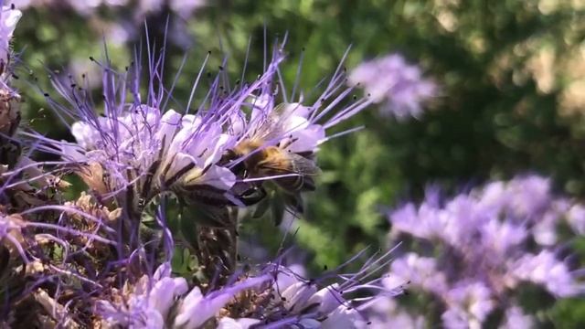 Phacelia colours Germany purple смотреть онлайн