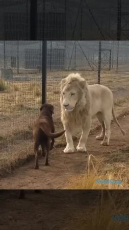 Уважаемый пёс в царстве зверей👑😂 ( видео про собак и львов )