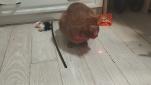Игрушки для кота. Эксперимент.