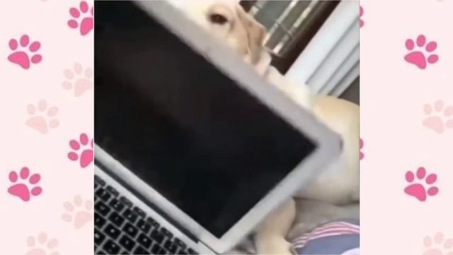 Милые и Смешные Видео с Собаками 👀 СМЕШНЫЕ СОБАКИ 2021 Приколы про собак Собаки Funny Dogs 犬 犬について