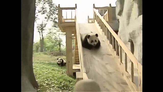 САМЫЕ ПРИКОЛЬНЫЕ ПАНДЫ! анимешные медведи) смотреть онлайн