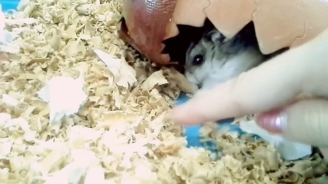 VLOG: БЕШЕНЫЙ ХОМЯК | KEKC CHANNEL смотреть онлайн