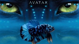Рыбка Петушок Аватар (Betta Avatar
Galaxy)