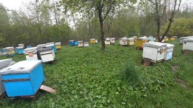 Это шутка природы или может ли такое быть? Пасека Лаврова. смотреть онлайн