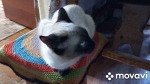 Деревенские зарисовки