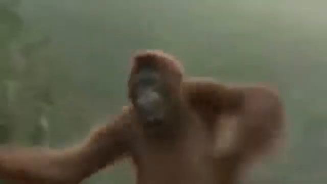 Не нормальная обезьяна смотреть онлайн