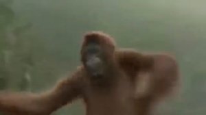 Не нормальная обезьяна