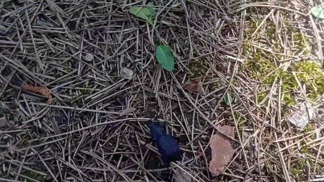 жук смотреть онлайн