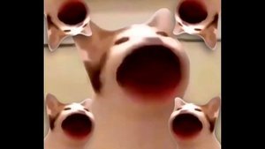 САМЫЕ ЛУЧШИЕ видео поп кота (POP CAT) кот широко открывает рот под музыку