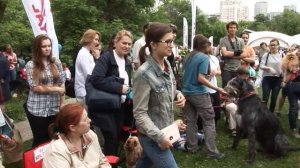 Яркие моменты фестиваля «Собаки в городе» 2017 года