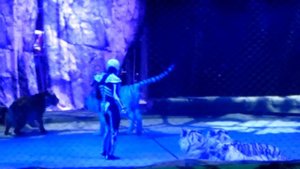 Цирк братьев Запашных - шоу "Хозяйка мертвого озера" - тигры (31.13.15)