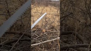 Тест японских пил. Лучшая садовая пила.