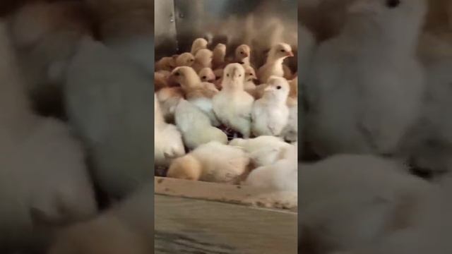 Узнали от знакомого птицевода, как нужно пропаивать бройлеров от 1 до 30 дня, чтобы они не болели смотреть онлайн