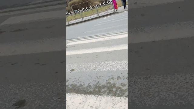 С цирка сбежал жанглёр!?😂