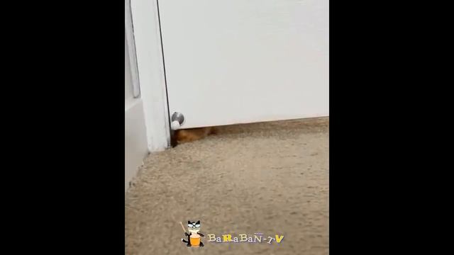 🐈Мистически смешные кошки! ☠ Подборка приколов с котам и кошками! 😺
