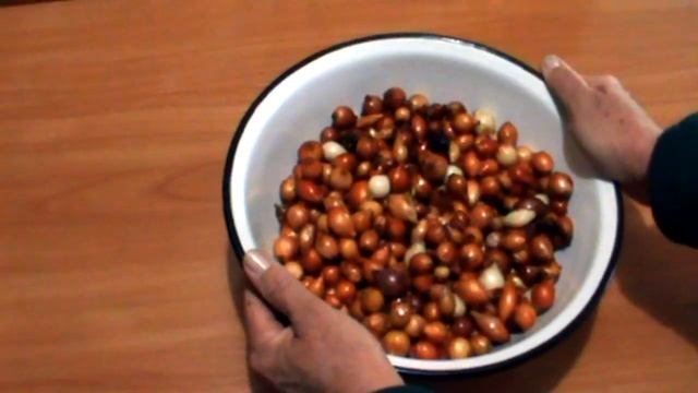 Обязательно обрабатываю ЛУК-СЕВОК этим методом ПЕРЕД ПОСАДКОЙ В ОТКРЫТЫЙ ГРУНТ для урожая. смотреть онлайн